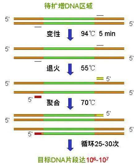 pcr扩增仪多少钱一台