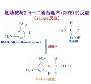 缩聚与缩合，化学反应中的两种不同过程